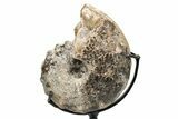 Cretaceous Ammonite (Mammites) Fossil with Metal Stand - Morocco #217428-2